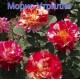 Троянда Моріс Утрілло (Роза Maurice Utrillo)
